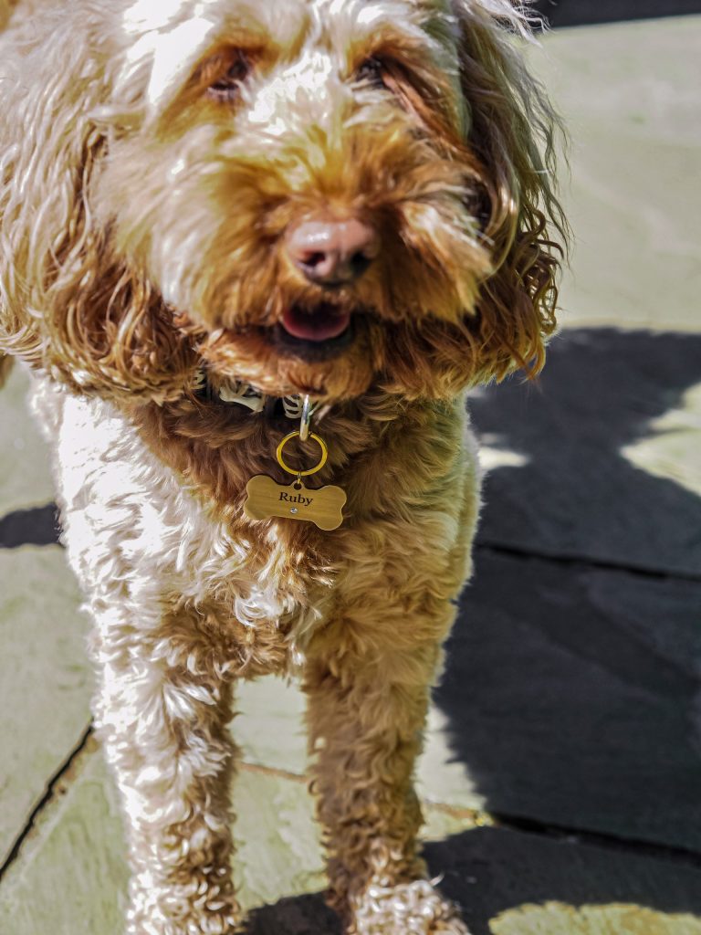 Ruby dog outlet tag