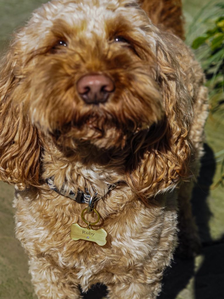 Laura Kate Lucas - Manchester Fashion, Travel and Food Blogger | Diamond Pets Dog Tag